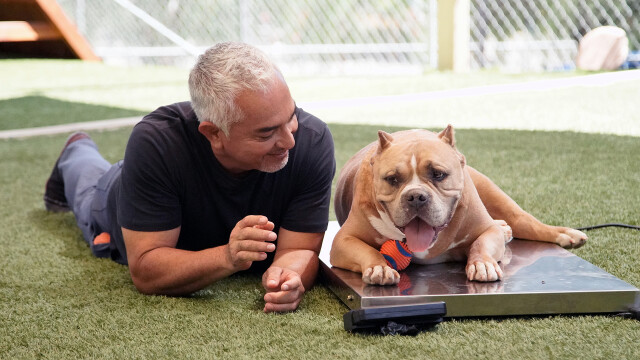 Cesar Millan: Better Human Better Dog