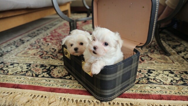 Puppy Love