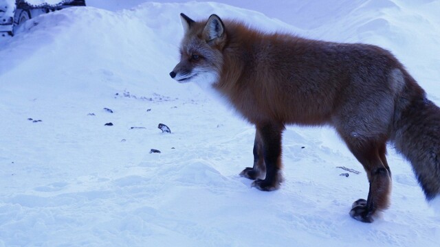 Life Below Zero