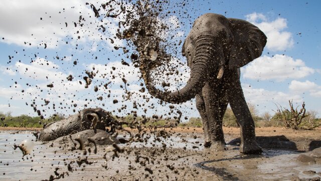 Life at the Waterhole