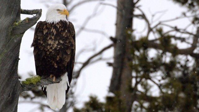 Epic Yellowstone