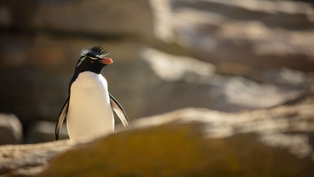 Incredible Animal Journeys