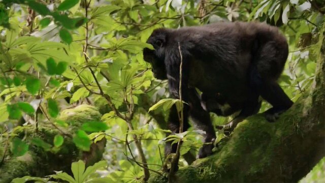 Animal Babies: First Year on Earth