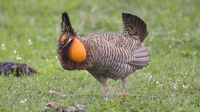 Mutual of Omaha's Wild Kingdom Protecting the Wild