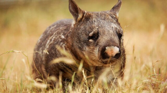 Wild Australia