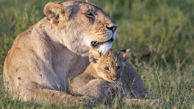 Big Cat Tales