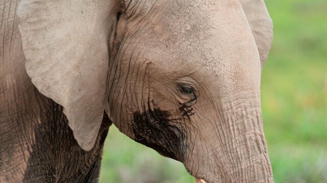 Watch Animal Super Parents Lending a Hand S1 E3 | DIRECTV