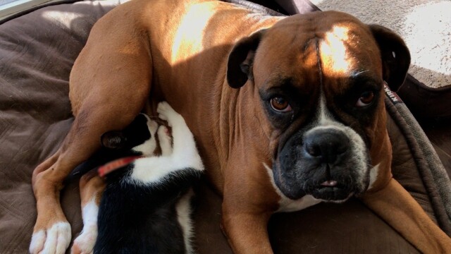 Animals Unscripted