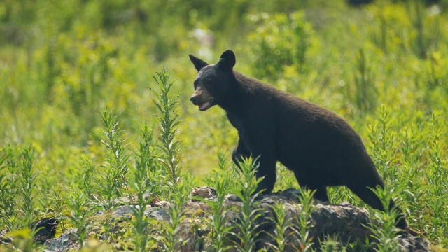 Wild Bear Rescue