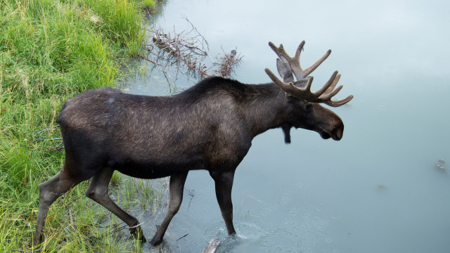 Alaska Animal Rescue