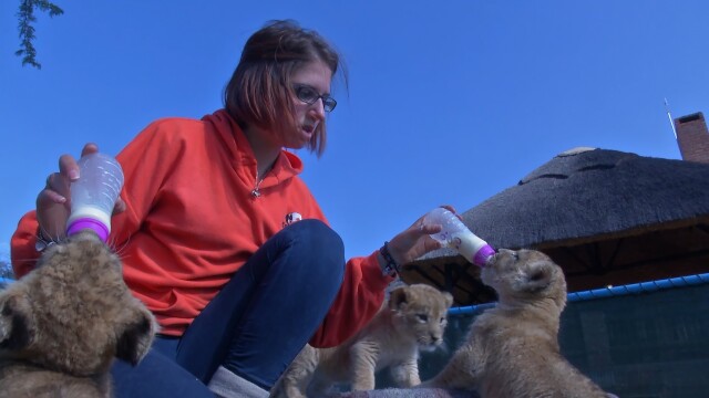 Lodging With Lions