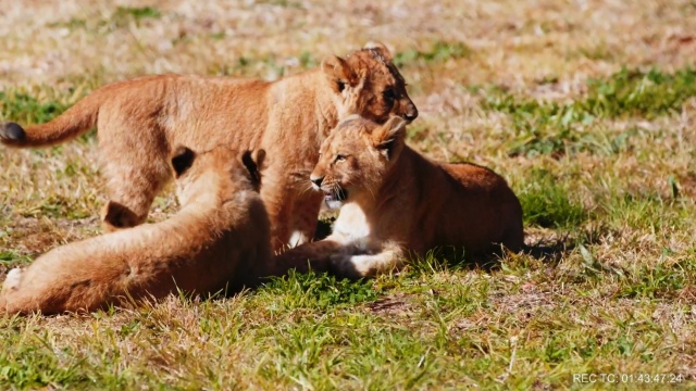 Secrets of the Zoo: Down Under