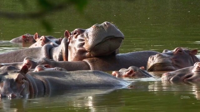 Watch National Geographic Investigates Colombian Hippo Invasion S1 E4 