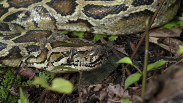 Swamp People: Serpent Invasion