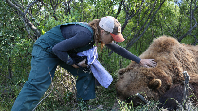 Yukon Vet