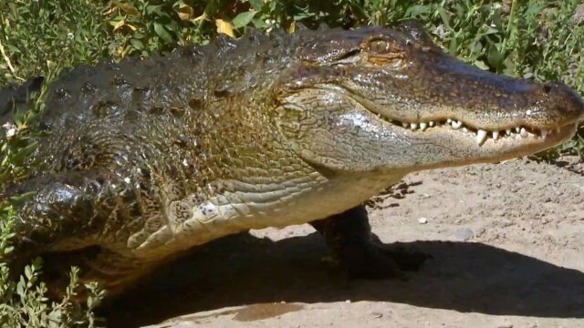 Dr. Jeff: Rocky Mountain Vet