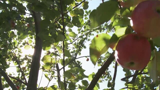 Growing a Greener World