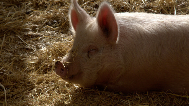 Dr. Oakley, Yukon Vet