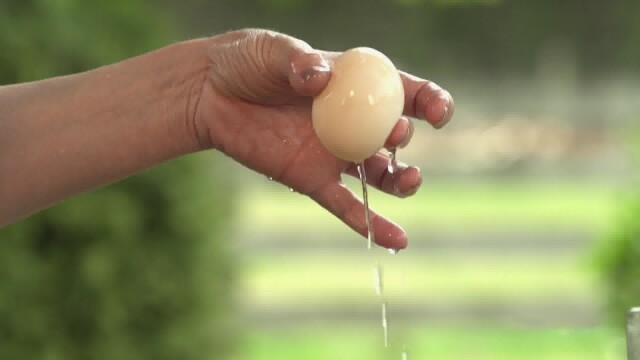 Darwin and Newts: Kids Experiments