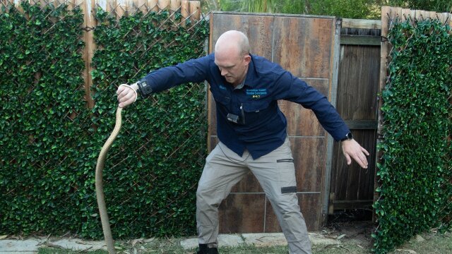 Aussie Snake Wranglers