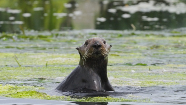 Mutual of Omaha's Wild Kingdom Protecting the Wild