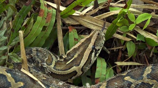 Swamp People: Serpent Invasion