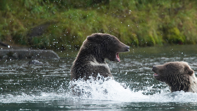 Alaska Animal Rescue