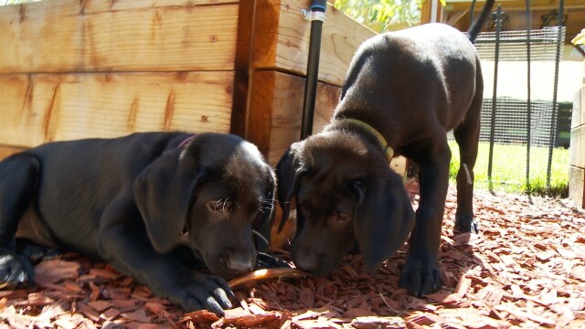 Puppy Love