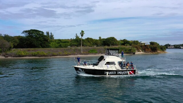 Shark Dive TV