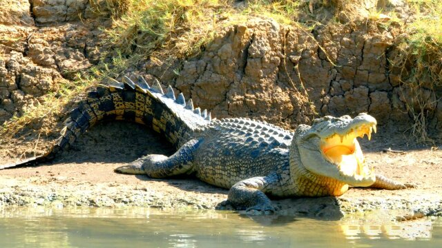 Secrets of Wild Australia