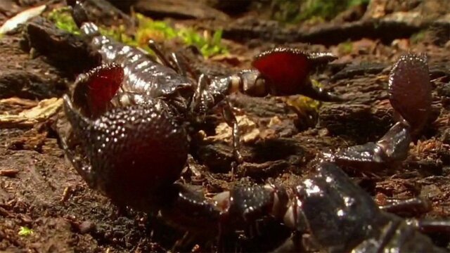 Watch World's Deadliest Predator Weapons S3 E3 | DIRECTV