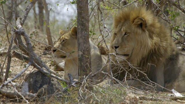 Wildlife Icons
