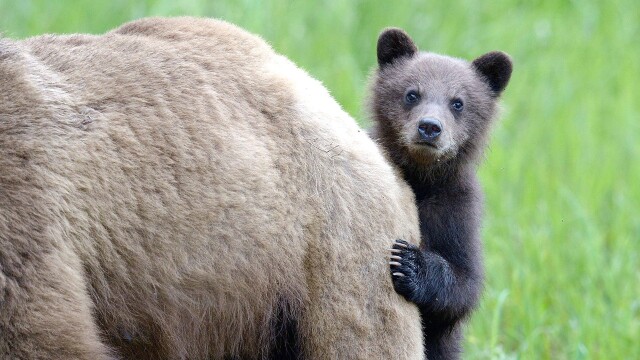 Animal Babies