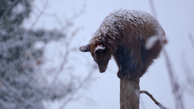 Wild Bear Rescue