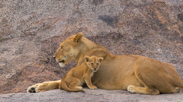 Great Species of the African Savannah