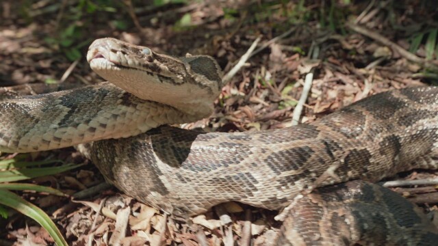 Swamp People: Serpent Invasion