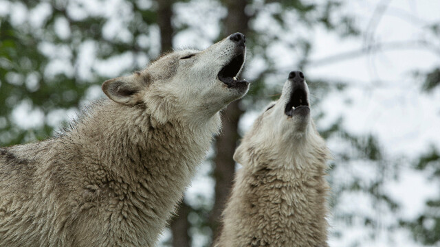 Alaska Animal Rescue