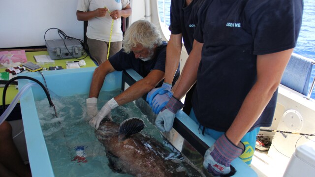 Ocean Vet