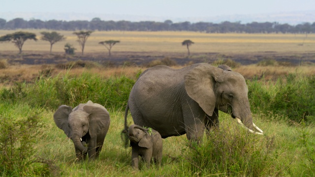 Great Species of the African Savannah