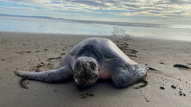 Patrick Aryee's Wild World