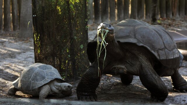 Secrets of the Zoo: Tampa