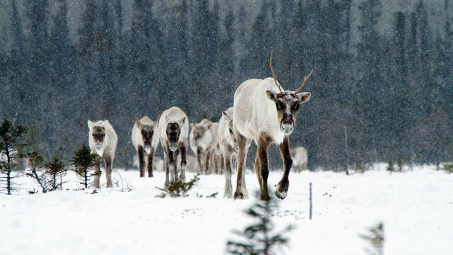The Wild Canadian Year