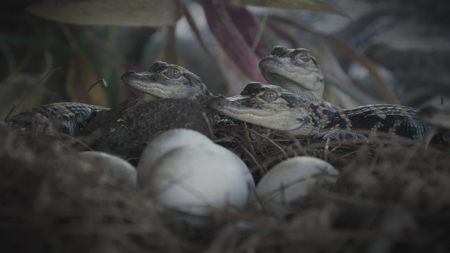 Swamp People: Serpent Invasion