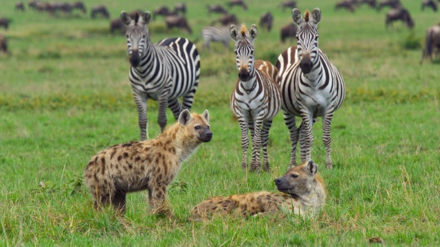 Great Species of the African Savannah