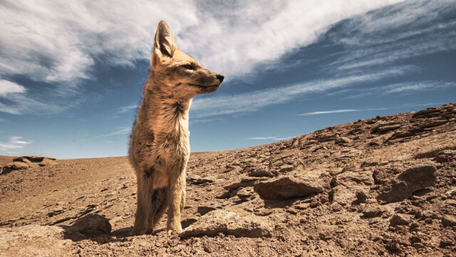 Wild Argentina: Extreme Earth