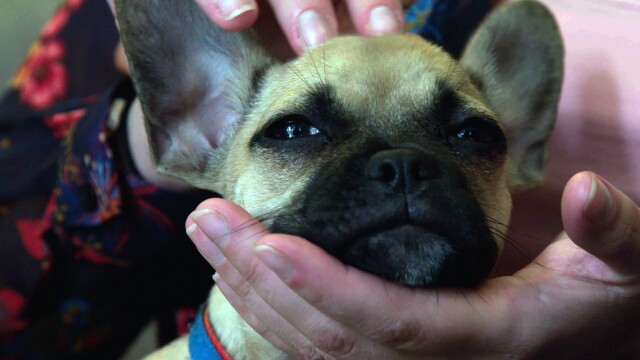 Puppy School