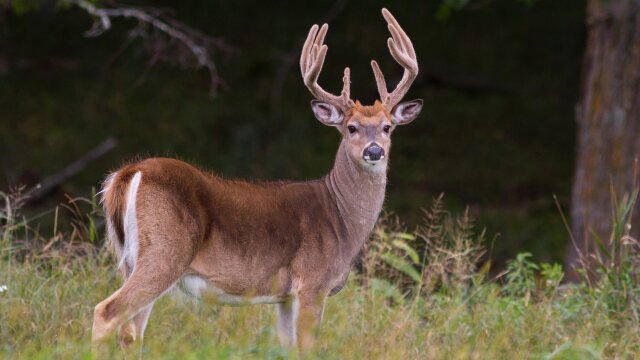 Army Buck Hunters