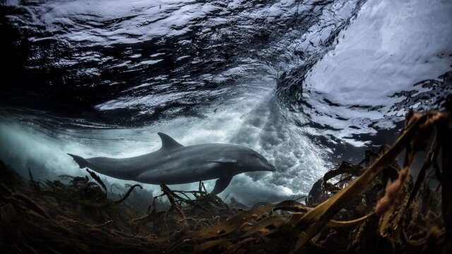 Ireland's Wild Islands