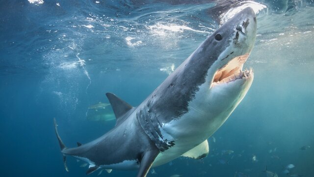 The Daily Bite: Countdown to Shark Week