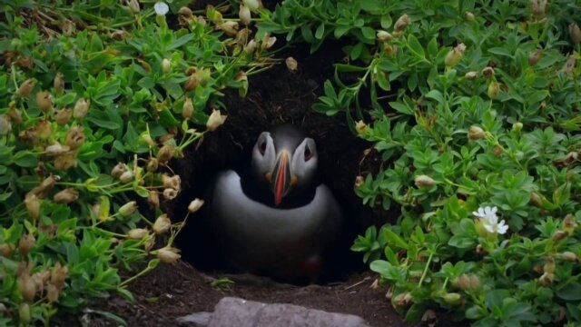 Ireland's Wild Coast